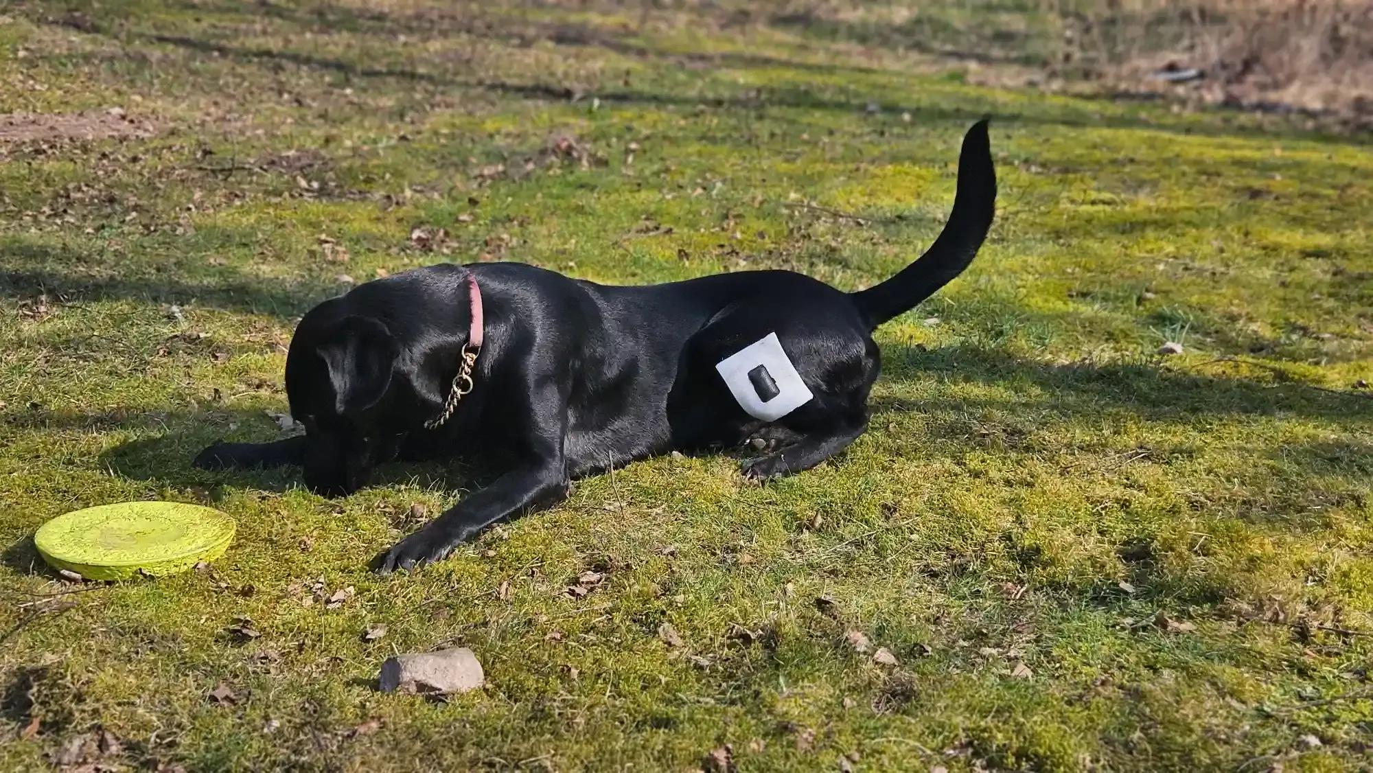 Svart hund som ligger i gräset med Rheva sårskydd på höften