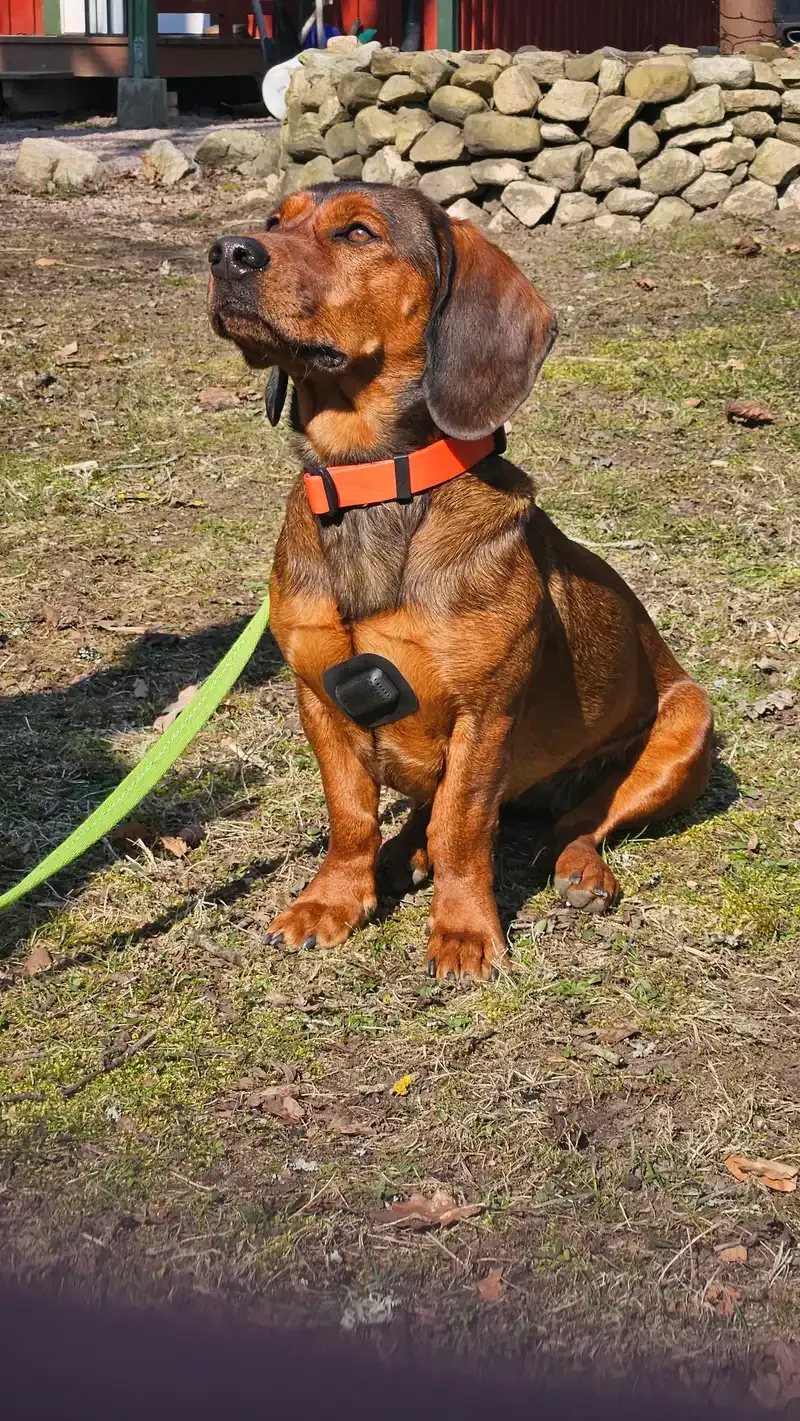 Brun hund med Rheva sårskydd på bröstet