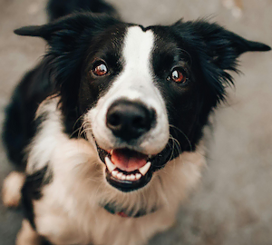 Dog background