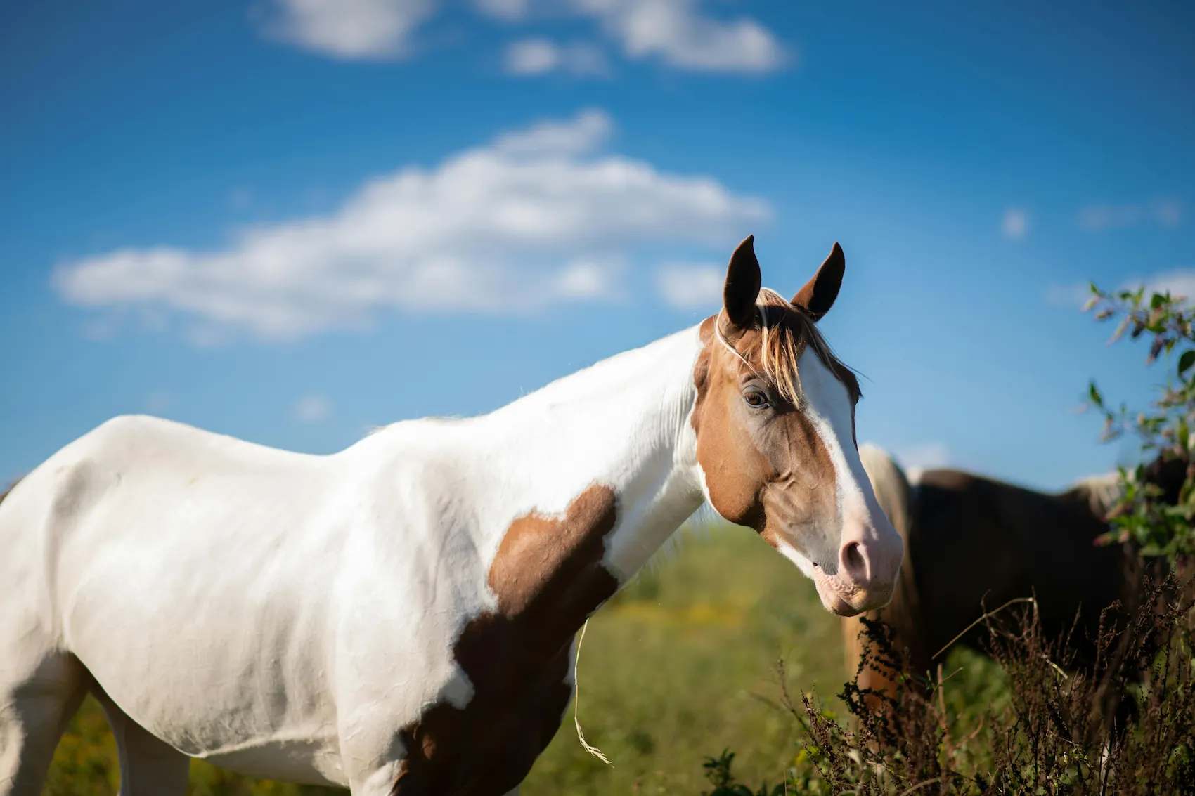 Horse background